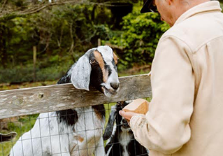 farm goat