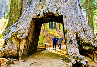 hikers walking through a tree tunnel