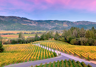 vineyard