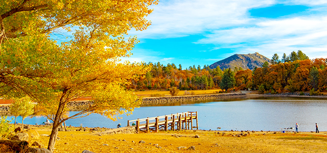 yellow foliage by a lake